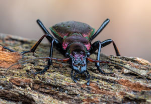 Schluchtwald-Laufkäfer (Carabus irregularis), 17.05.2024, Holzgau