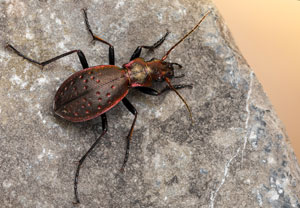 Carabus irregularis