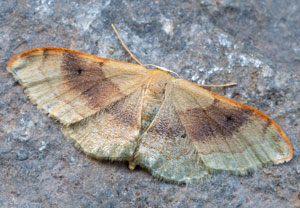 Zweifarbiger Doppellinien-Zwergspanner (Idaea degeneraria), 13.05.2024, Hürth
