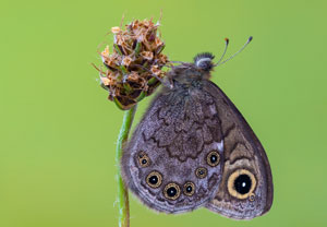 Braunscheckauge (Lasiommata petropolitana), 10.05.2024, Holzgau
