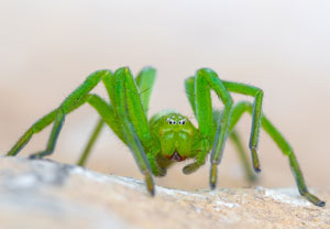 Grüne Huschspinne (Micrommata virescens), 16.05.2024, Holzgau