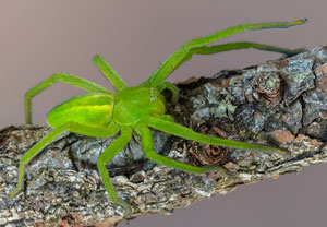 Grüne Huschspinne (Micrommata virescens), 10.05.2024, Holzgau