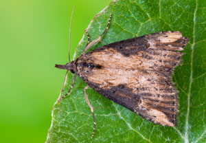 Voralpen-Schnabeleule (Hypena obesalis), 10.05.2024, Holzgau