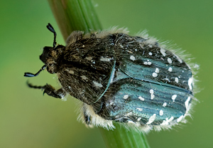 Trauer-Rosenkäfer (Oxythyrea funesta) – Foto 2