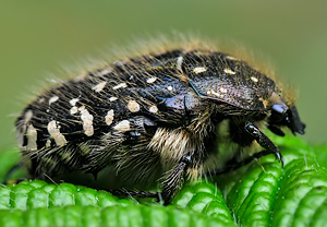 Trauer-Rosenkäfer (Oxythyrea funesta) – Foto 3