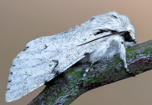 Woll-Rindeneule (Acronicta leporina), 02.05.2024, Hürth