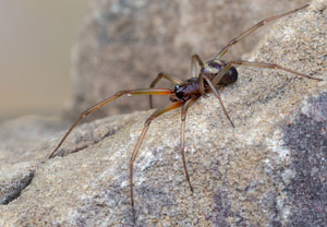 Große Fettspinne (Steatoda grossa), 30.04.2024, Hürth