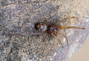 Große Fettspinne (Steatoda grossa), 30.04.2024, Hürth