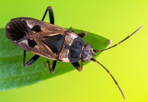 Gemeine Bodenwanze (Rhyparochromus vulgaris), 22.03.2024, Hürth
