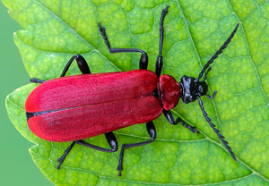 Scharlachroter Feuerkäfer (Pyrochroa coccinea), 28.04.2019