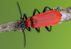 Scharlachroter Feuerkäfer (Pyrochroa coccinea), 01.05.2022, Brühl