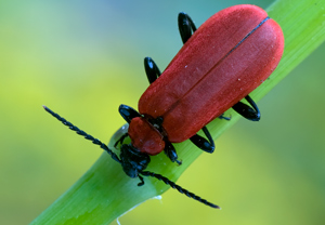 Scharlachroter Feuerkäfer (Pyrochroa coccinea)