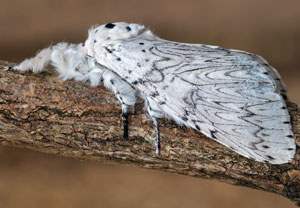 Weißer Gabelschwanz (Cerura erminea)