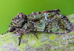 Bunte Ligustereule (Polyphaenis sericata), 26.06.2024, Hürth