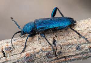 Blauvioletter Scheibenbock (Callidium violaceum), 17.07.2024, Gerlos