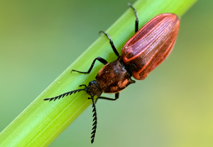 Purpurroter Schnellkäfer (Anostirus purpureus) – Foto 2