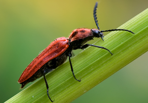 Purpurroter Schnellkäfer (Anostirus purpureus) – Foto 3