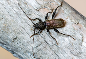 Platter Fichten-Scheibenbock (Callidium coriaceum), 11.07.2024, Krimml
