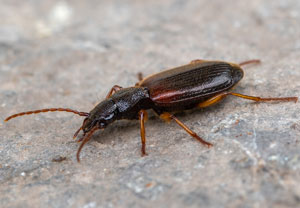Cymindis vaporariorum, 13.07.2024, Zemmgrund