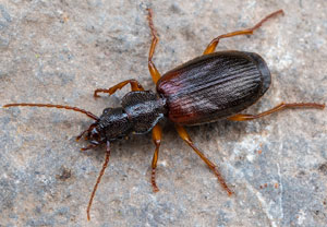 Cymindis vaporariorum, 13.07.2024, Zemmgrund