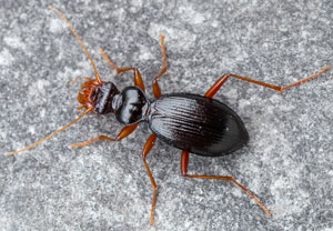 Leistus piceus