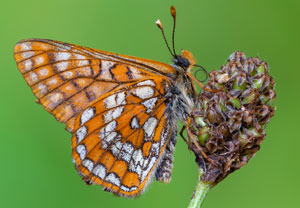 Geißblatt-Scheckenfalter (Euphydryas intermedia), 10.07.2024, Zemmgrund