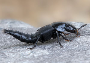 Hornissenkäfer (Quedius dilatatus), 17.07.2024, Hürth