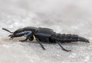 Hornissenkäfer (Quedius dilatatus), 17.07.2024, Hürth