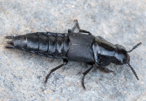 Hornissenkäfer (Quedius dilatatus), 15.07.2024, Hürth