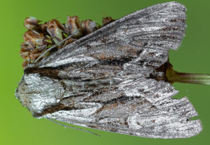 Heidelbeer-Stricheule (Hyppa rectilinea), 10.07.2024, Gerlos