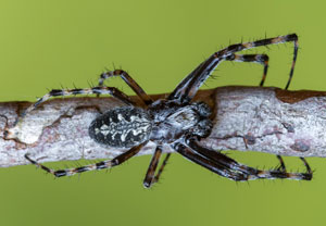 Aculepeira carbonaria, 11.07.2024, Zemmgrund