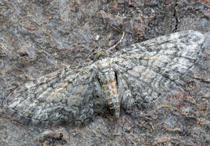 Feldahorn-Blütenspanner (Eupithecia inturbata), 17.07.2024, Hürth
