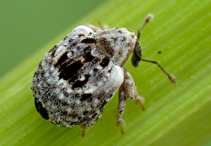 Cionus alauda &ndash; Foto 2