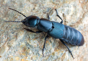 Ocypus ophthalmicus, 15.10.2024, Roses