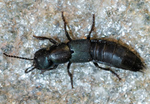 Ocypus ophthalmicus, 10.07.2024, Zemmgrund