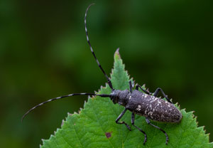Schusterbock (Monochamus sutor), 26.07.2026, Powiat Nowotarski