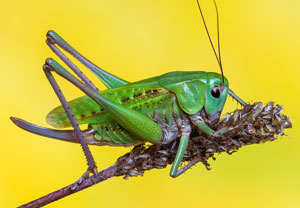 Warzenbeißer (Decticus verrucivorus), 10.07.2024, Gerlos
