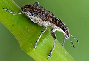 Großer Lupinenblattrandkäfer (Sitona gressorius), 19.05.2009