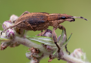 Großer Lupinenblattrandkäfer (Sitona gressorius), 30.07.2011