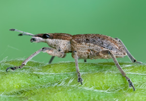 Großer Lupinenblattrandkäfer (Sitona gressorius), 06.05.2012