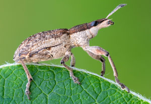 Großer Lupinenblattrandkäfer (Sitona gressorius), 27.07.2021, Wyry