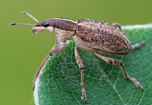 Großer Lupinenblattrandkäfer (Sitona gressorius), 27.07.2021, Wyry
