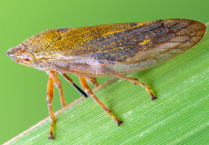 Braune Weidenschaumzikade (Aphrophora salicina), 22.06.2024, Hürth