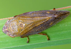 Braune Weidenschaumzikade (Aphrophora salicina)