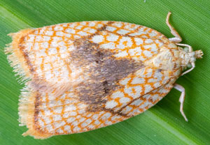 Ahornwickler (Acleris forsskaleana)