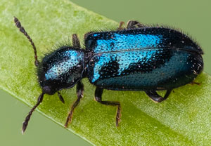 Blauer Fellkäfer (Korynetes caeruleus), 20.06.2024, Hürth