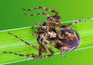 Pracht-Luchsspinne (Oxyopes ramosus), 09.06.2024, Porz