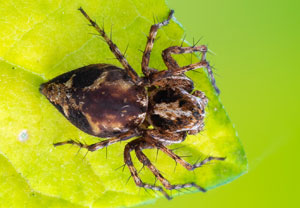 Pracht-Luchsspinne (Oxyopes ramosus), 09.06.2024, Porz