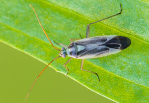 Zweifleck-Weichwanze (Stenotus binotatus), 09.06.2024, Hürth