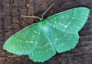 Grünes Blatt (Geometra papilionaria), 06.08.2024, Wyry